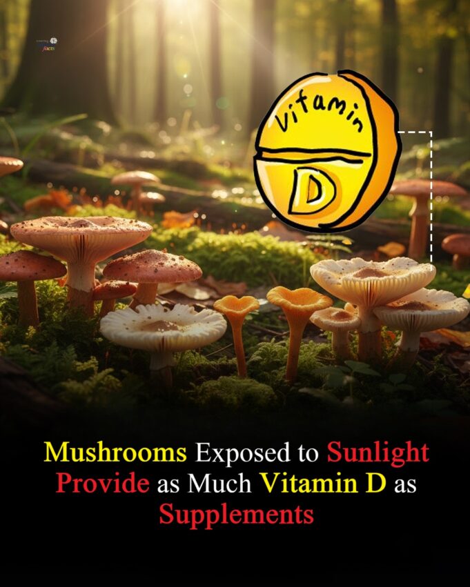 Transformasi Sayuran Biasa Menjadi Suplemen Perubatan Berkualiti Tinggi