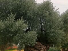 The Timeless Olive: The 3,000-Year-Old Tree of Vouves, Crete
