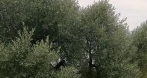 The Timeless Olive: The 3,000-Year-Old Tree of Vouves, Crete