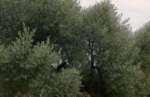 The Timeless Olive: The 3,000-Year-Old Tree of Vouves, Crete