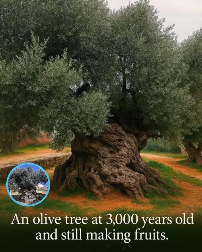 The Timeless Olive: The 3,000-Year-Old Tree of Vouves, Crete