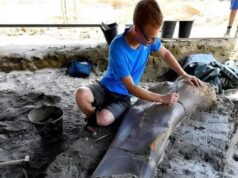 Penemuan Tulang Paha Raksasa: Dino 50-Ton dari Perancis Menyimpan Rahsia Zaman Purba