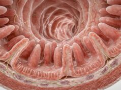 Menelusuri Keajaiban: Tekstur Menakjubkan Usus Kecil