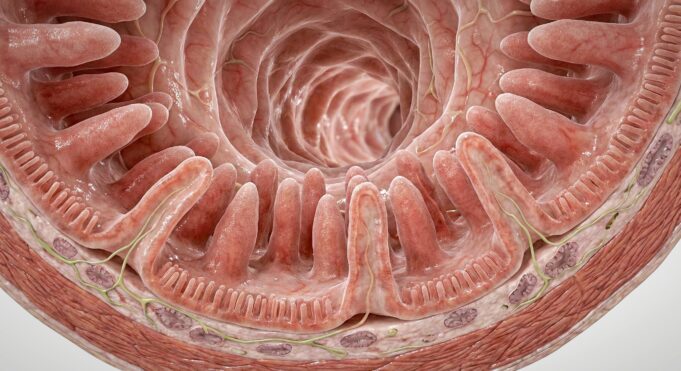 Menelusuri Keajaiban: Tekstur Menakjubkan Usus Kecil