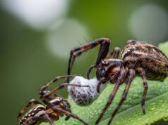 Cinta Mematikan dalam Dunia Spesis Labah-Labah