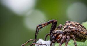 Cinta Mematikan dalam Dunia Spesis Labah-Labah