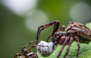 Cinta Mematikan dalam Dunia Spesis Labah-Labah