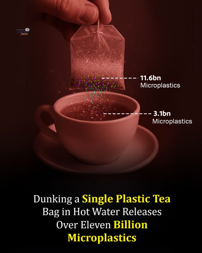 Realiti Di Sebalik Teh: Memahami Bahan dalam Beg Teh Padu Silken