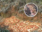Kawah Misteri di Louisiana: Kunci Sejarah yang Penuh Drama