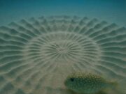 Keajaiban Alam: Pertunjukan Seni Pufferfish Jantan di Perairan Jepun