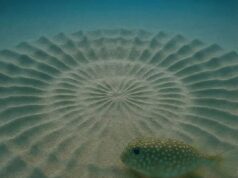 Keajaiban Alam: Pertunjukan Seni Pufferfish Jantan di Perairan Jepun