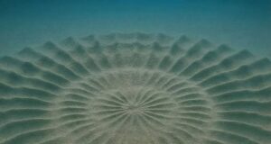 Keajaiban Alam: Pertunjukan Seni Pufferfish Jantan di Perairan Jepun