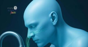 Naegleria fowleri: Memahami Risiko dan Pencegahan Amoeba Makan Otak