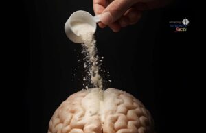 Peranan Creatine dalam Metabolisme Tenaga Otak: Mempercepat Regenerasi ATP