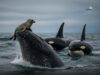 Perlindungan Lumba-lumba: Penglibatan Humpback Whales Dalam Mematahkan Perburuan Orca