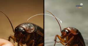 Keajaiban Kecermelangan: Kuku Bersih Si Lipas