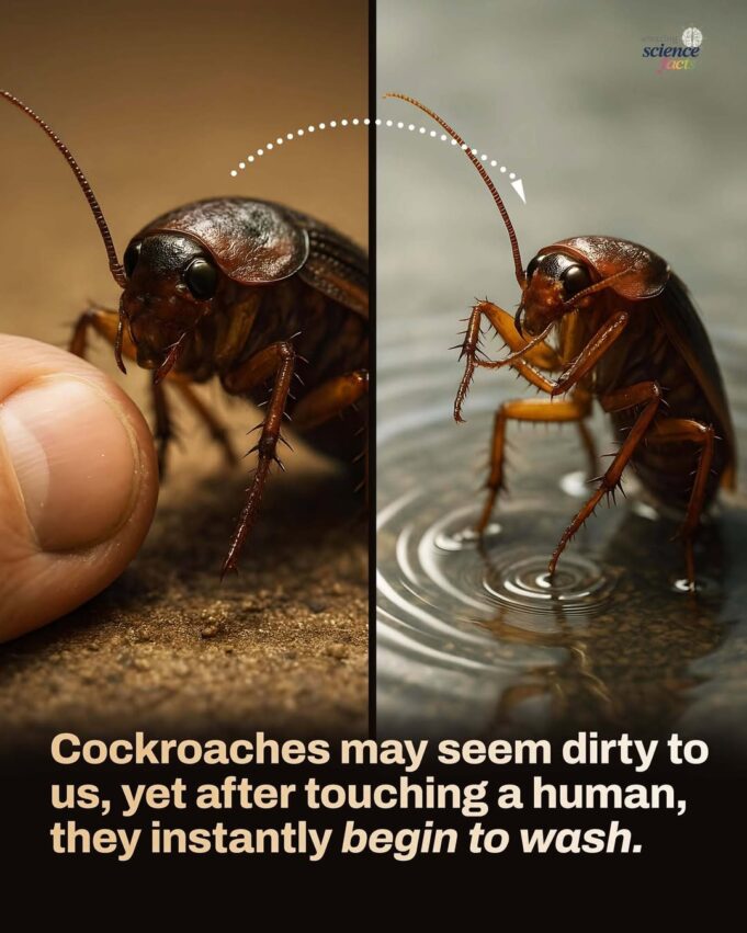 Keajaiban Kecermelangan: Kuku Bersih Si Lipas