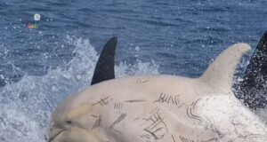 Keajaiban Memerhati Paus di Rausu, Hokkaido: Pengalaman yang Tak Terlupakan