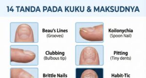 Kuku: Dashboard Kecantikan dan Kesihatan Tangan