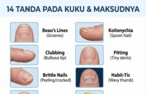 Kuku: Dashboard Kecantikan dan Kesihatan Tangan