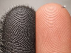 Koalas: Marsupial Uniqueness and Their Remarkable Fingertips