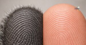 Koalas: Marsupial Uniqueness and Their Remarkable Fingertips