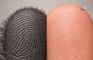 Koalas: Marsupial Uniqueness and Their Remarkable Fingertips