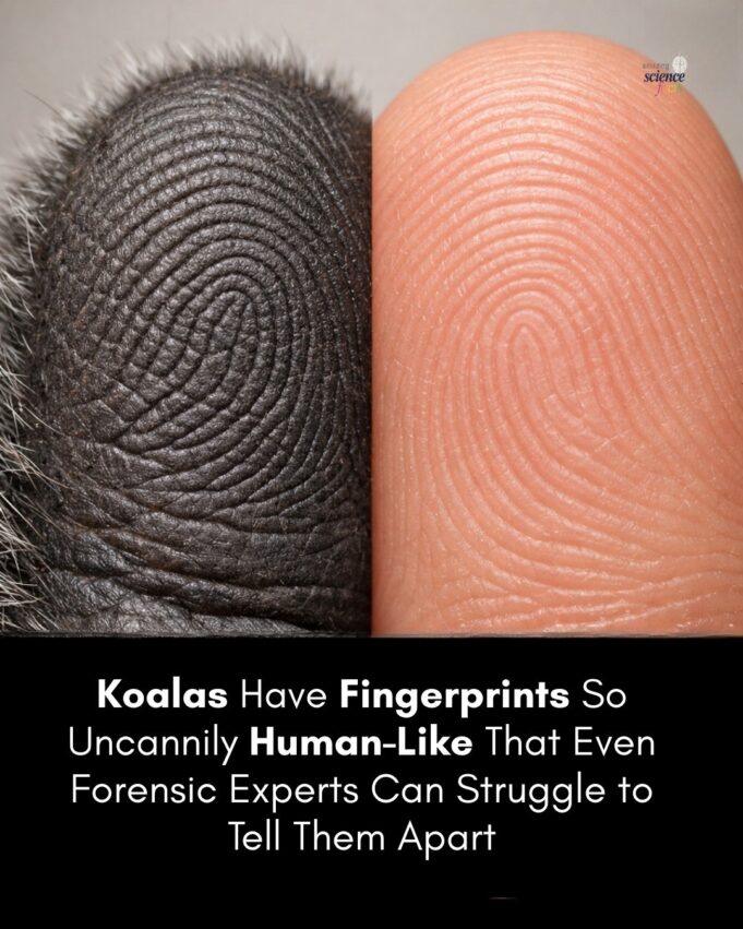 Koalas: Marsupial Uniqueness and Their Remarkable Fingertips