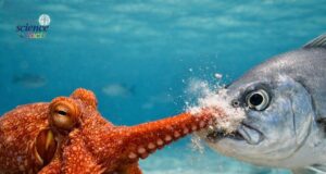 Interaksi Menarik: Pengamatan Kumpulan Pemburuan Sotong dan Ikan oleh Ahli Biologi Marin