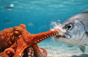 Interaksi Menarik: Pengamatan Kumpulan Pemburuan Sotong dan Ikan oleh Ahli Biologi Marin