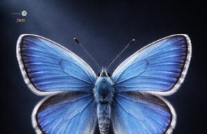 Keajaiban yang Hilang: Cerita Kupu-Kupu Biru Xerces