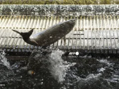 Jejak antibiotik dari ladang salmon ditemui dalam spesies marin di Australia.