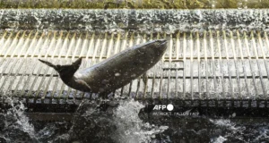 Jejak antibiotik dari ladang salmon ditemui dalam spesies marin di Australia.