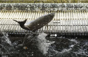 Jejak antibiotik dari ladang salmon ditemui dalam spesies marin di Australia.