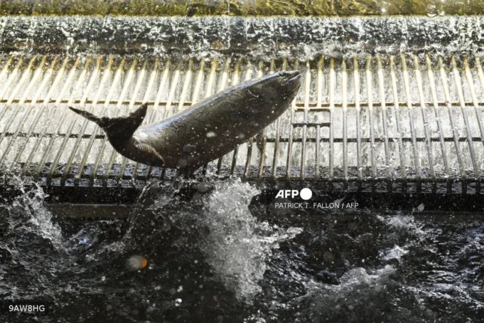 Jejak antibiotik dari ladang salmon ditemui dalam spesies marin di Australia.
