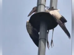 Burung “tidur mikro” di tiang lampu, Bomba menyelamatkan hari!