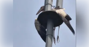 Burung “tidur mikro” di tiang lampu, Bomba menyelamatkan hari!