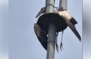 Burung “tidur mikro” di tiang lampu, Bomba menyelamatkan hari!
