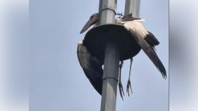 Burung “tidur mikro” di tiang lampu, Bomba menyelamatkan hari!