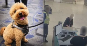 Seorang wanita di AS ditangkap kerana meninggalkan anjing di lapangan terbang.