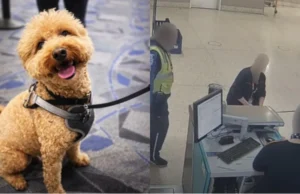 Seorang wanita di AS ditangkap kerana meninggalkan anjing di lapangan terbang.