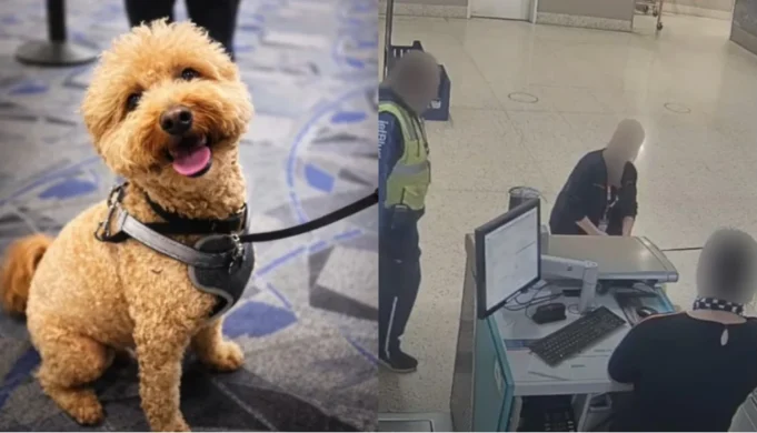 Seorang wanita di AS ditangkap kerana meninggalkan anjing di lapangan terbang.