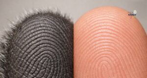 Keunikan Koala: Marsupial dengan Ciri-Ciri Menarik