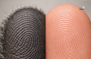 Keunikan Koala: Marsupial dengan Ciri-Ciri Menarik