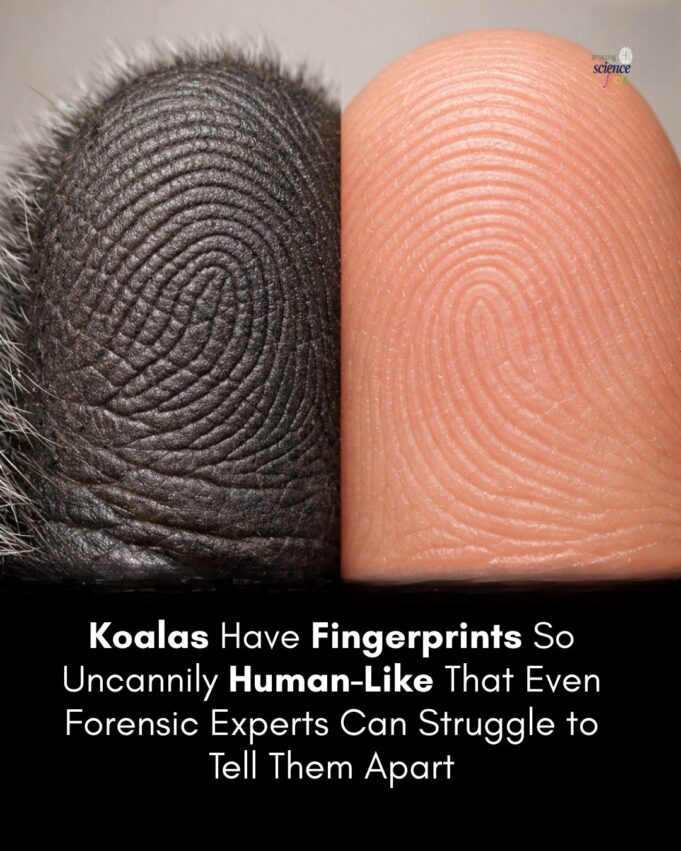 Keunikan Koala: Marsupial dengan Ciri-Ciri Menarik