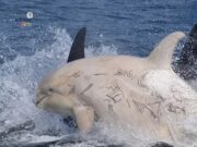 Pengalaman Menakjubkan Whale-Watching di Rausu, Hokkaido