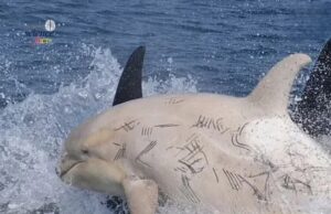 Pengalaman Menakjubkan Whale-Watching di Rausu, Hokkaido