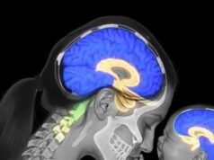 Reaksi Serentak: Bagaimana Otak Ibu Menanggapi Tangisan Bayi