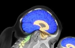 Reaksi Serentak: Bagaimana Otak Ibu Menanggapi Tangisan Bayi