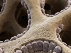 Pemahaman Proses Remodeling Tulang: Mekanisme dan Kepentingannya